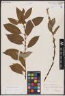 Foto von Salix caprea L. x Salix daphnoides Vill.